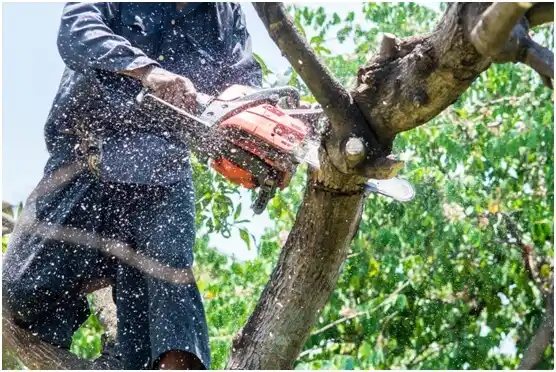 tree services Huntington